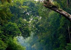 Taman Negara